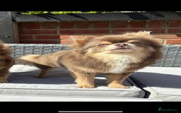 Chihuahua dogs for sale: chihuahua pups for sale  - Image 16