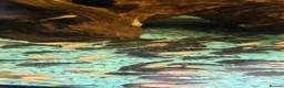 Plecos fish for sale: Plecs for sale  - Advert 3