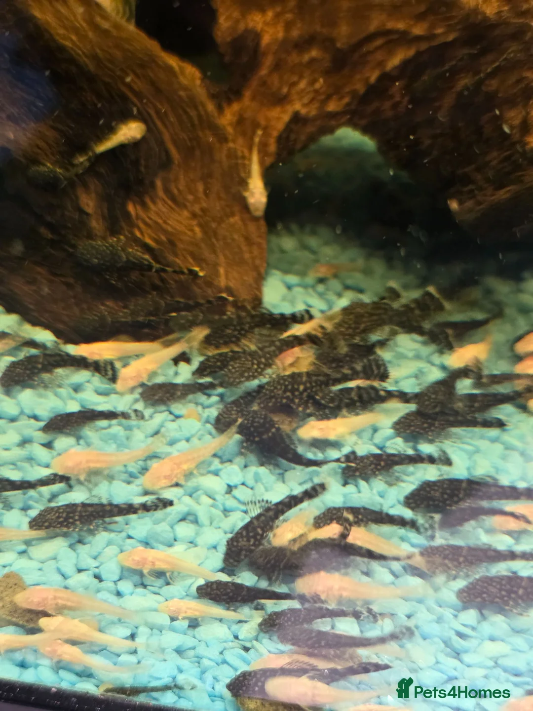 Plecos fish for sale: Plecs for sale  - Advert 3
