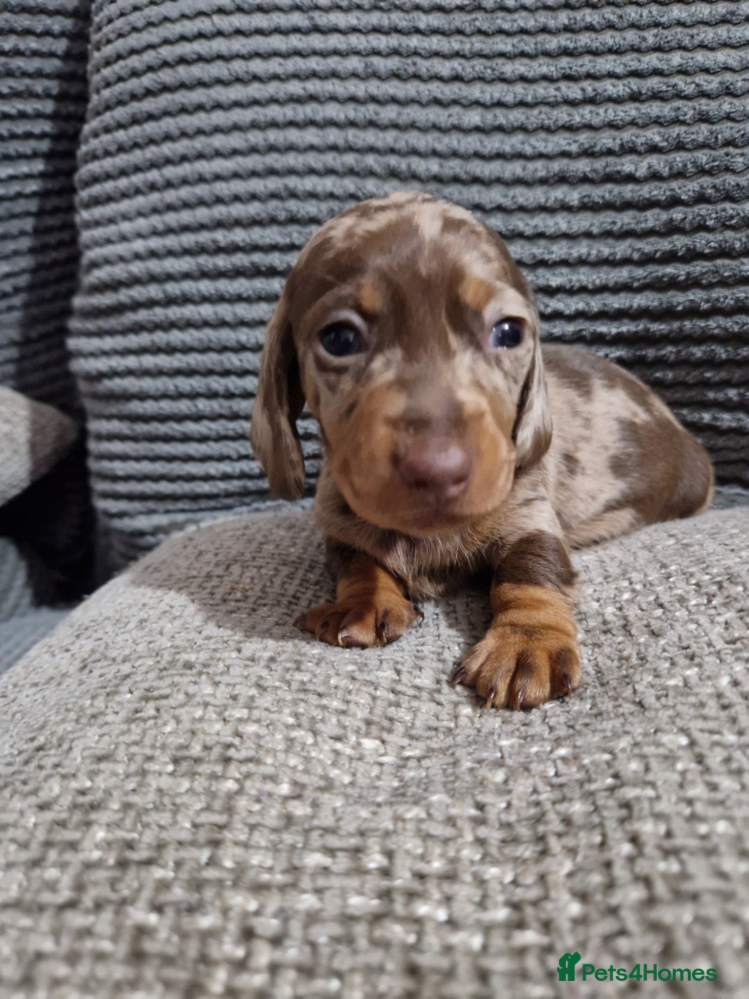 Miniature Dachshund dogs for sale: Miniature Smooth Haired Dachshund  - Advert 13