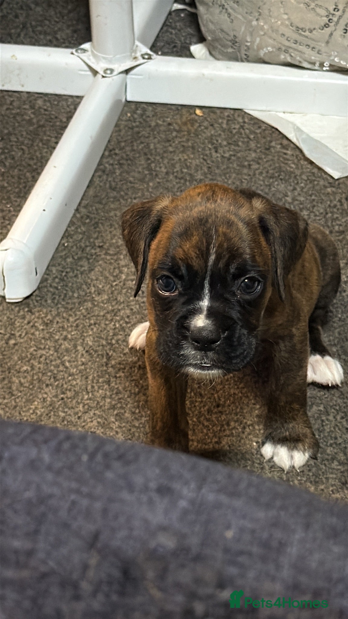 Boxer dogs K.C reg. both parents heart scored 0 - Advert 2
