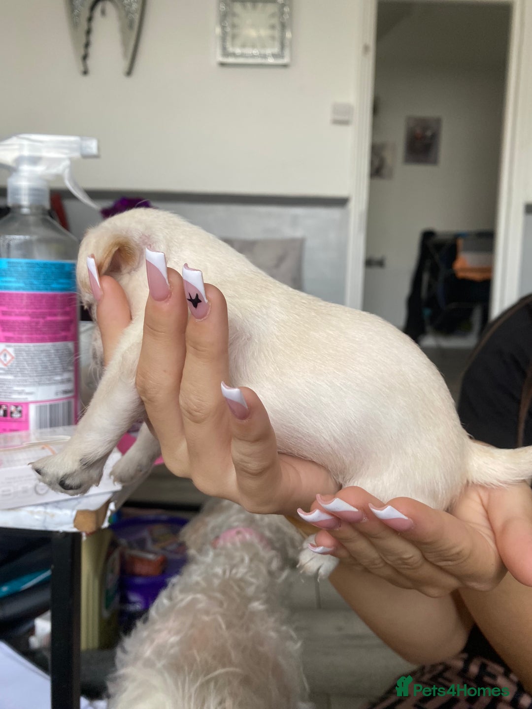 Mixed Breed dogs for sale: Puppies for sale - Image 4