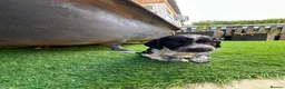 Cocker Spaniel dogs for sale: 🐾 Beautiful Cocker Spaniel Puppies 🐾 - Advert 2
