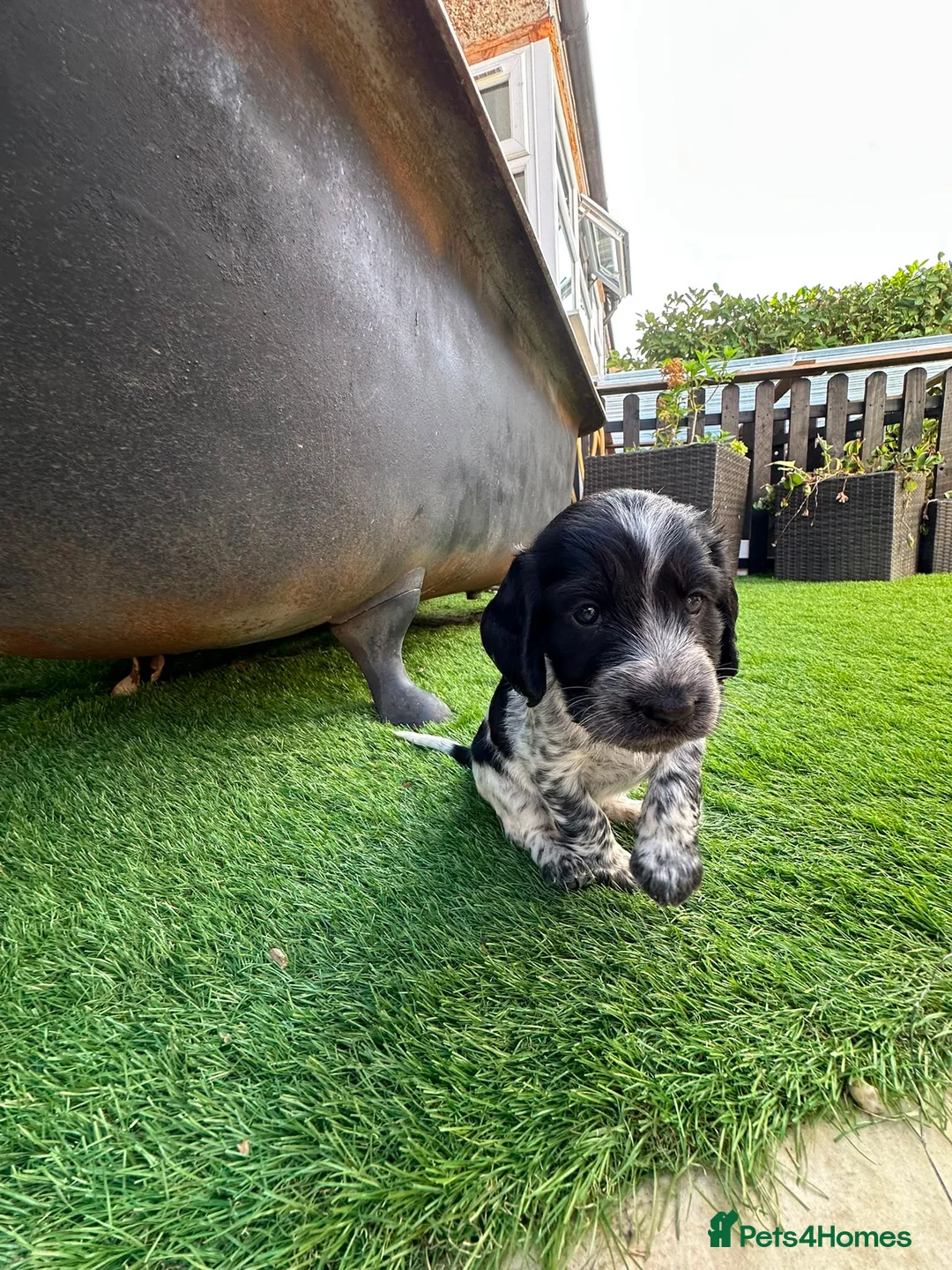 Cocker Spaniel dogs for sale: 🐾 Beautiful Cocker Spaniel Puppies 🐾 - Advert 2