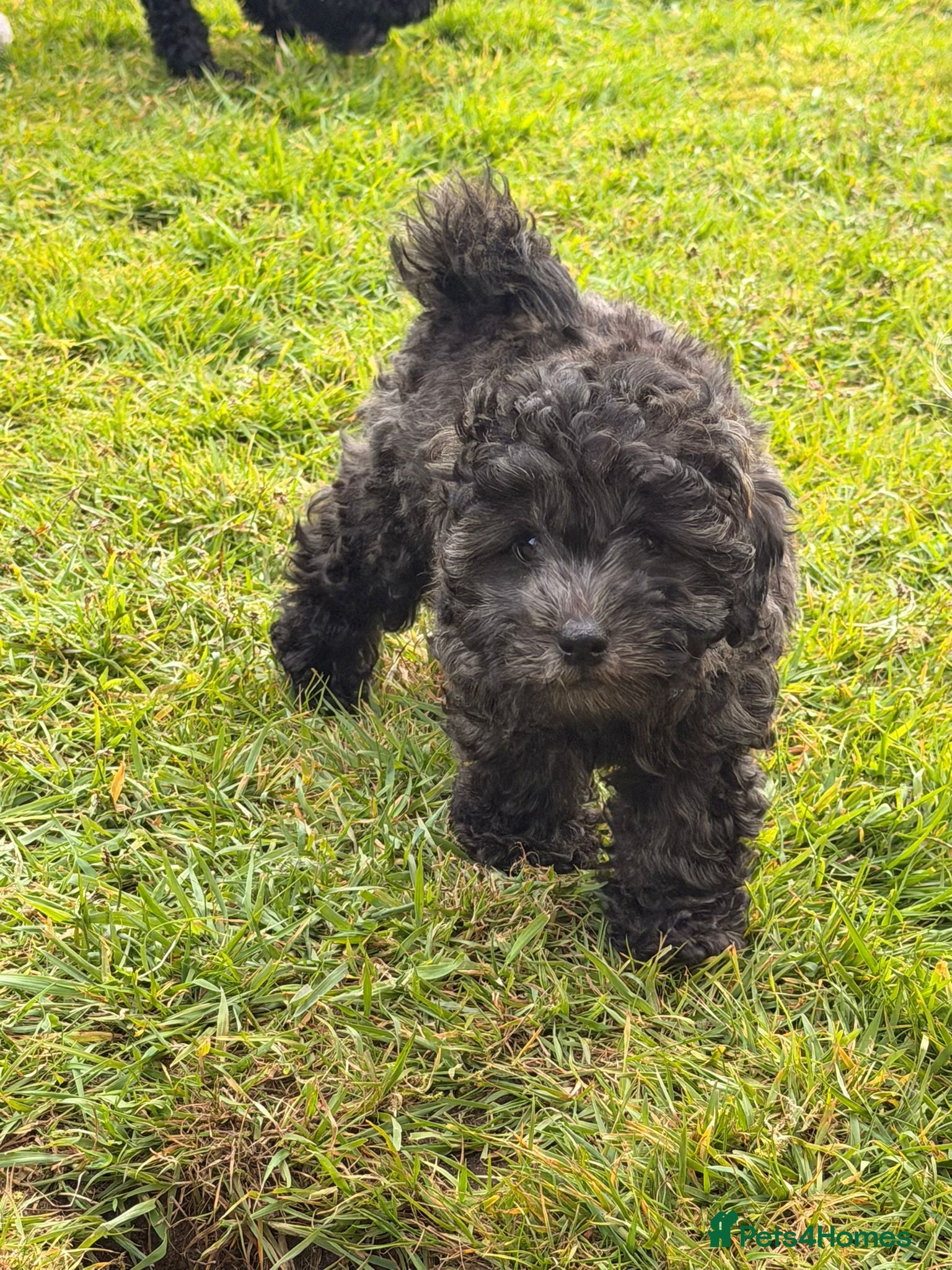 Cavapoochon dogs Handsome toy Cavapoochon puppy - Advert 1