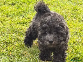 Cavapoochon dogs Handsome toy Cavapoochon puppy - Advert 1