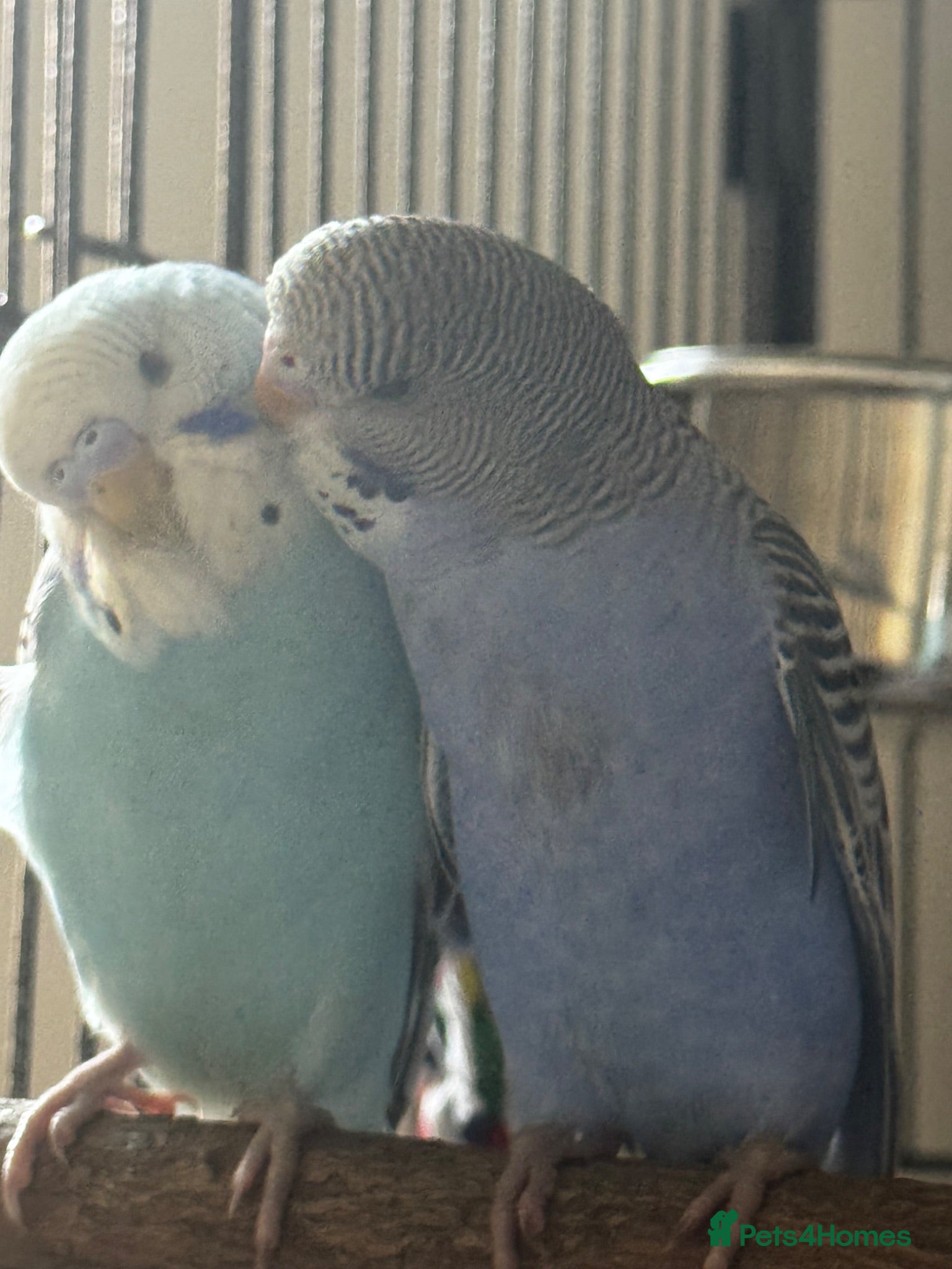 Budgerigars birds Budgie pair of males and full set up - Advert 1