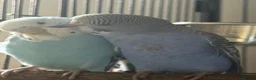 Budgerigars birds for sale: Budgie pair of males and full set up - Advert 1