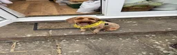Mixed Breed dogs for sale: 3 year old cockapoo - Advert 4