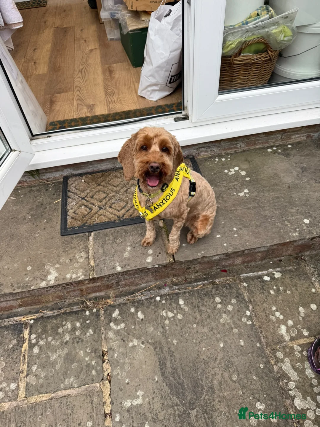 Mixed Breed dogs for sale: 3 year old cockapoo - Advert 4