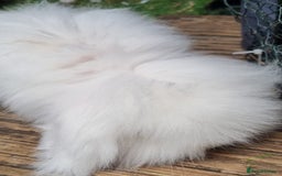 English Lop rabbits for sale: Mr snow ball - Image 3