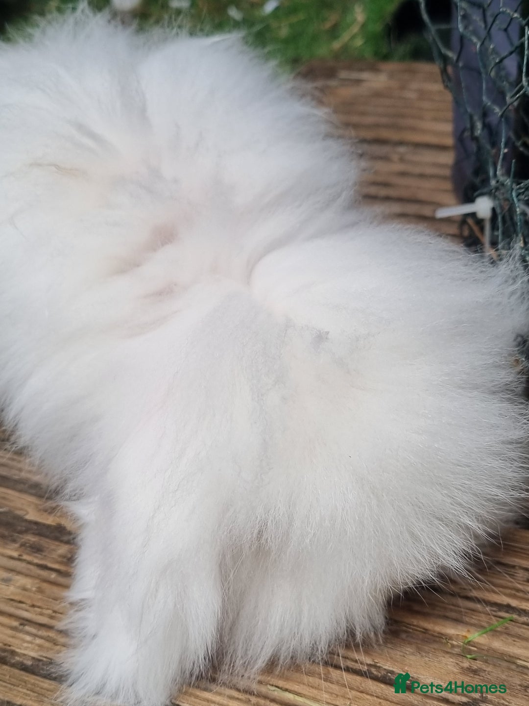 English Lop rabbits for sale: Mr snow ball - Image 3
