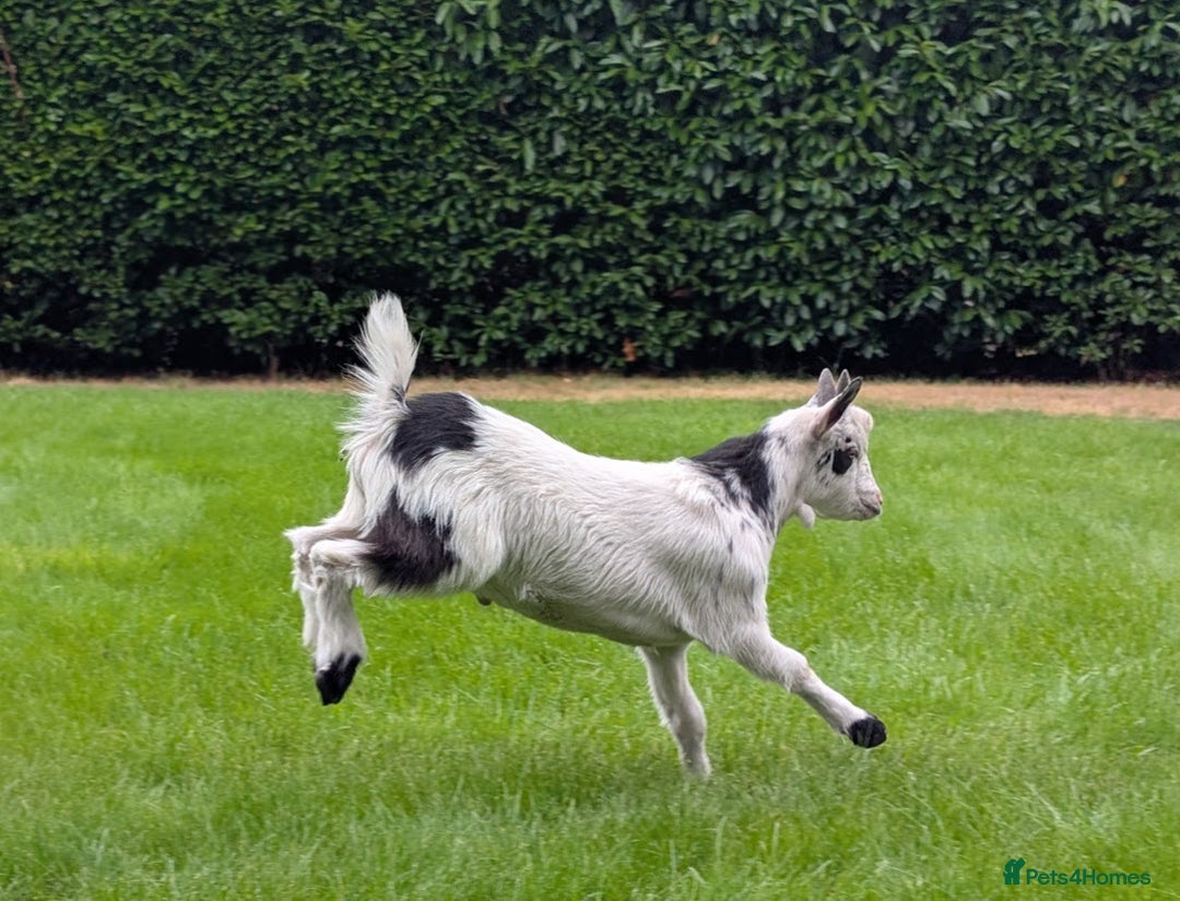 Goats livestock for sale: Baby Pygmy Goats – 2 Girls & 1 Boy (Neutered) - Image 1