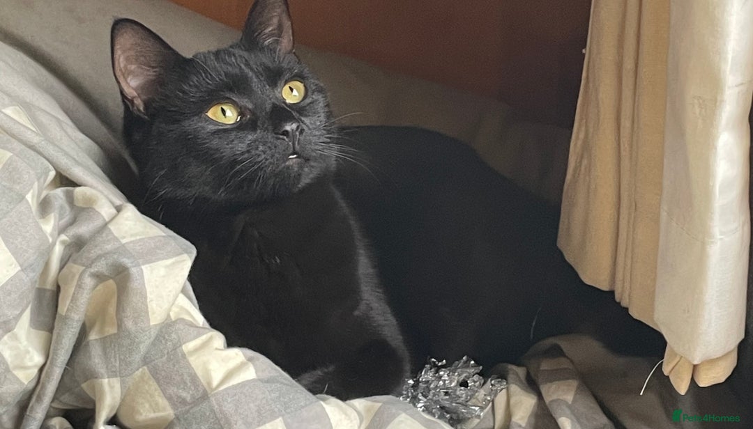 British Shorthair cats for sale: Black kitten and black and white kitten  - Advert 2