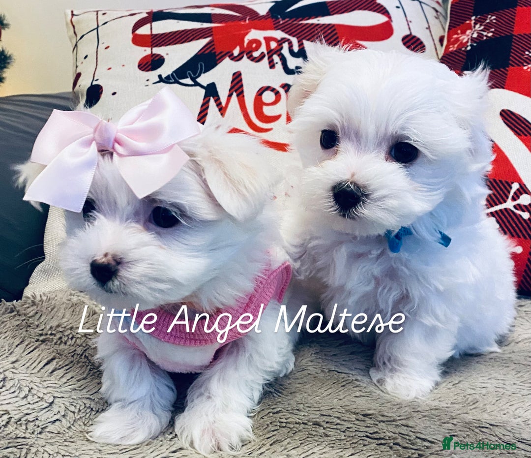 Maltese dogs for sale: ✨ Outstanding KC half-Korean Maltese Puppies ✨ - Advert 5