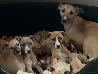 Whippet dogs Full pedigree and kc reg - Advert 7