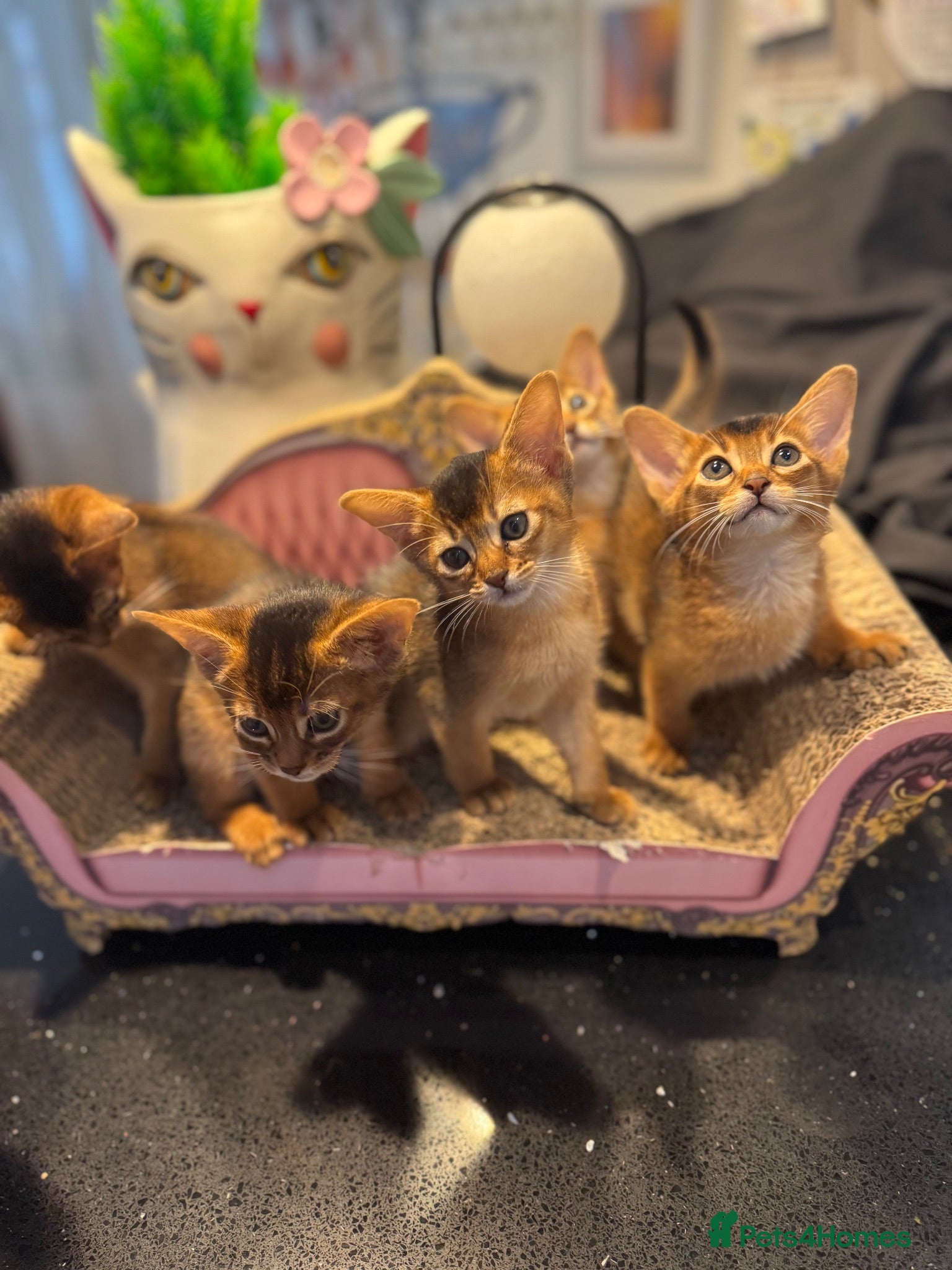Abyssinian cats Five Abyssinian kittens with lots of love to give - Advert 2