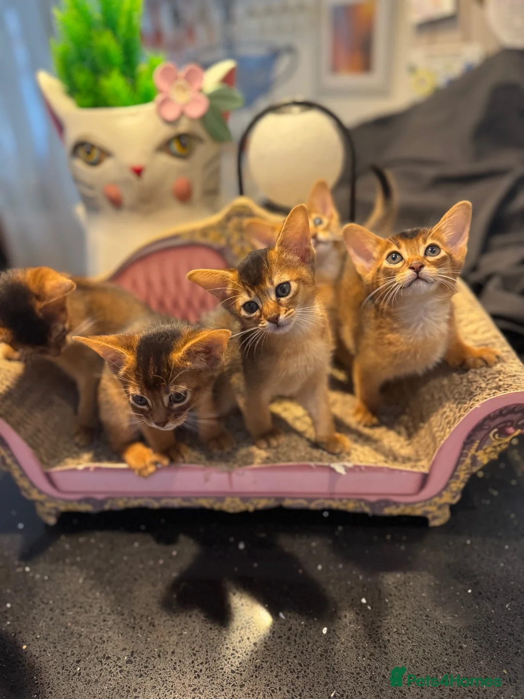Abyssinian cats for sale: Five Abyssinian kittens with lots of love to give - Advert 2
