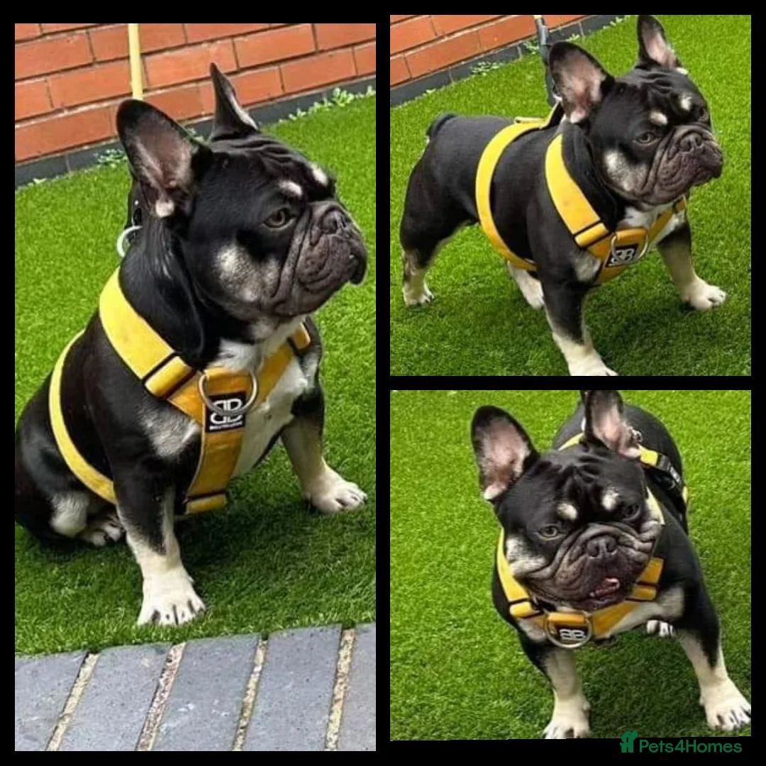 French Bulldog dogs for stud: THE GREAT MAMBA in Stafford - Advert 2