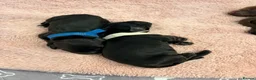 Cocker Spaniel dogs for sale: Beautiful Working cocker spaniels - Advert 18