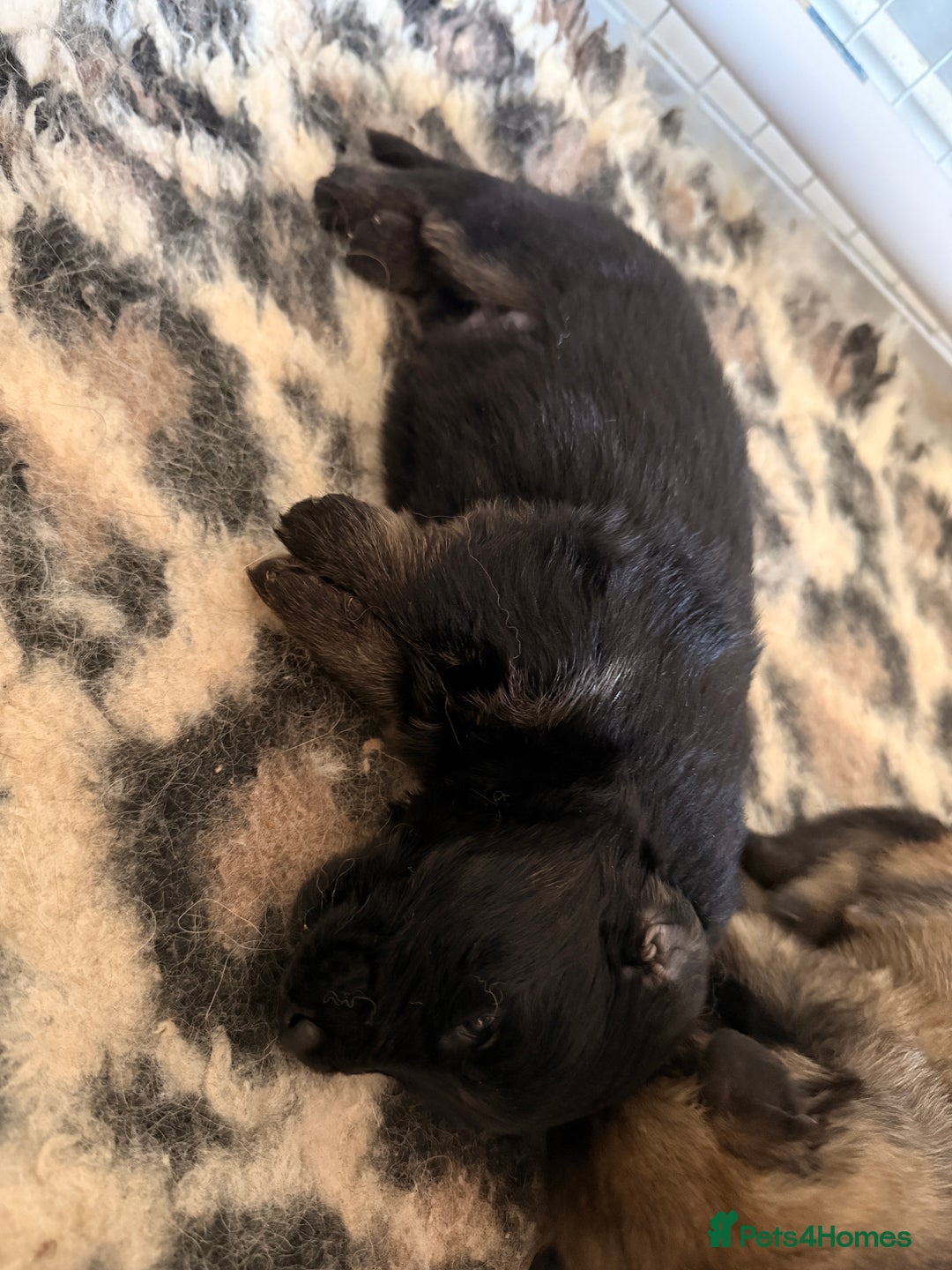 German Shepherd dogs for sale: 5 health tested kc reg German shepherd pups - Image 6