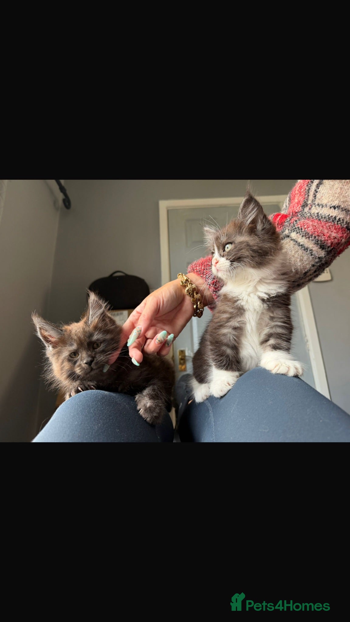 Maine Coon cats giant mainecoon only one boy left🏡 - Advert 2
