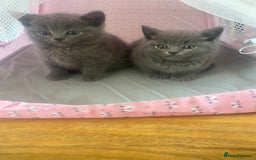 British Shorthair cats for sale: 6 British Shorthair Kittens - Perfect  **  4  ** ! - Advert 6