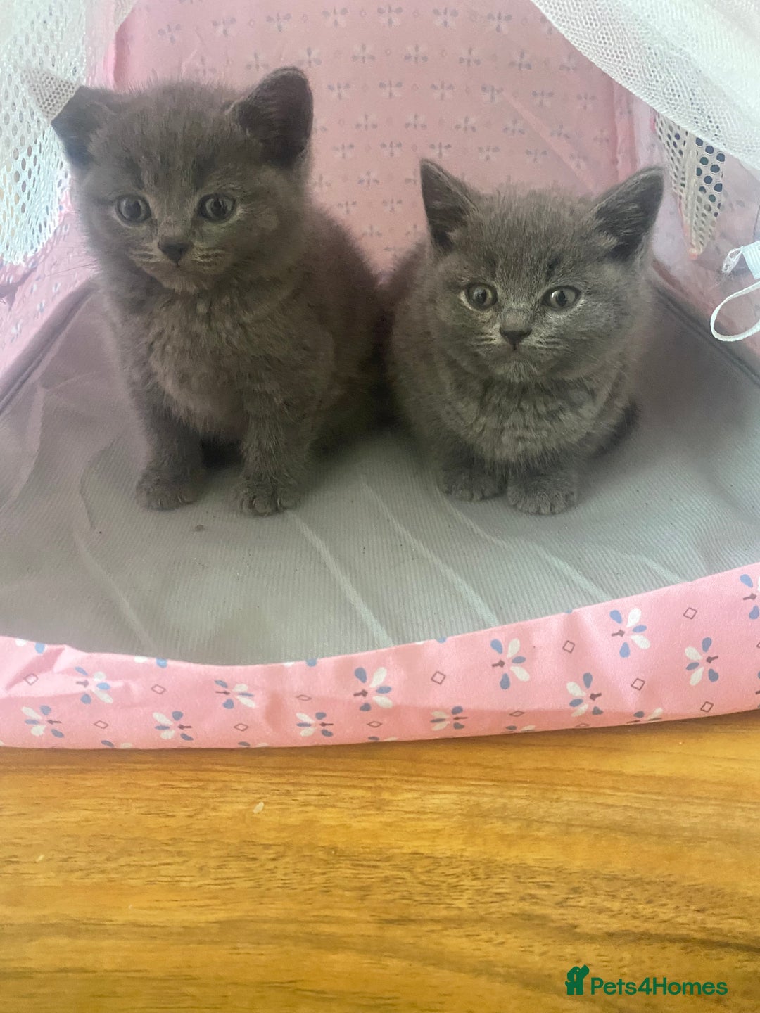 British Shorthair cats for sale: 6 British Shorthair Kittens - Perfect  **  4  ** ! - Advert 6