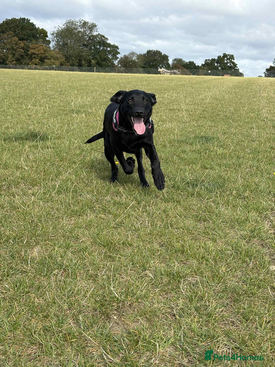 Labrador Retriever dogs for sale: labrador retriever - Advert 14