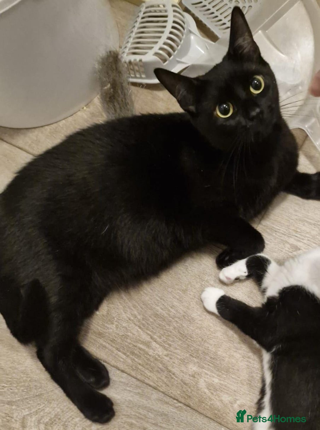 Mixed Breed cats for sale: Purrfect Rare Elf Eared Fur Babies Ready - Advert 11