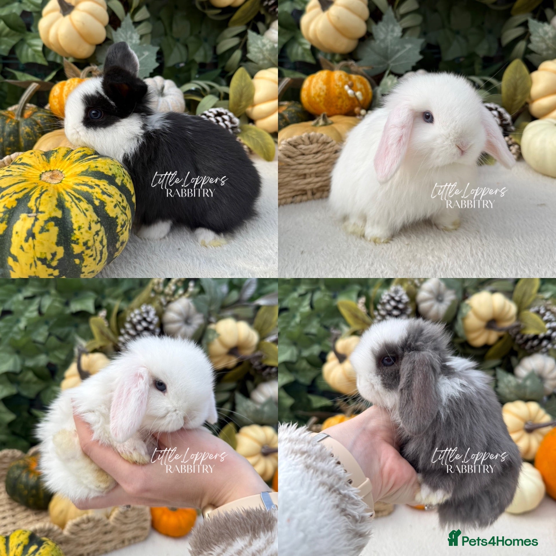 Mini Lop rabbits Baby Mini Lop Bunnies to reserve! - Advert 1