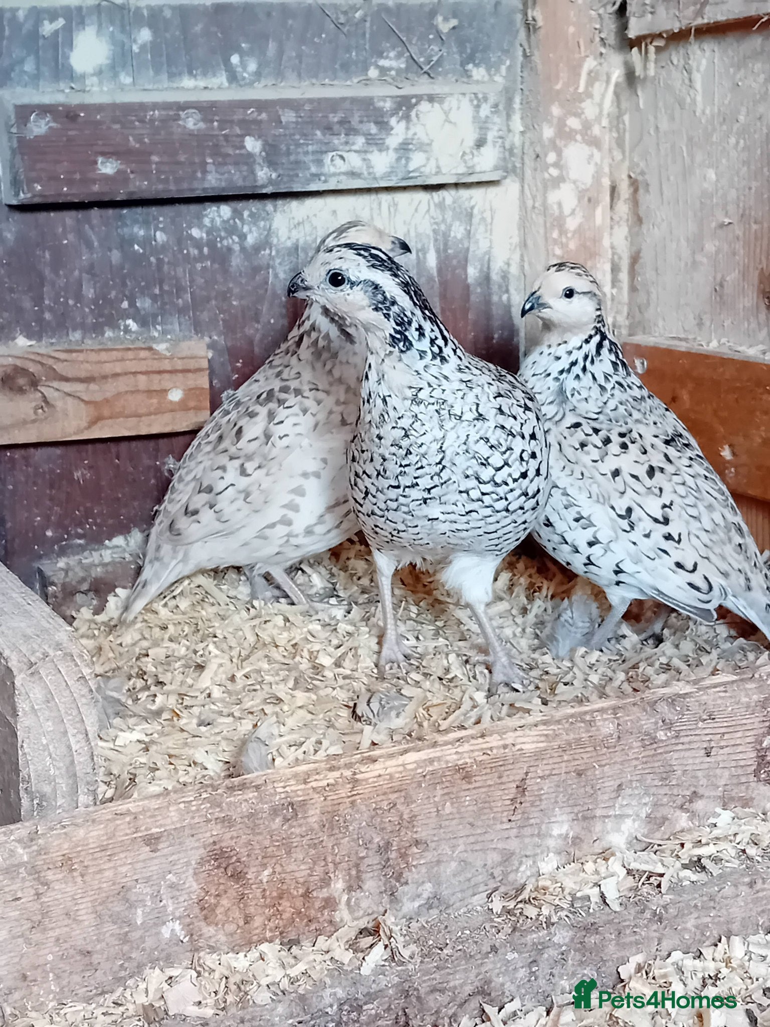 Quail poultry Snowflake Bobwhite Quail TRIO for sale - Advert 1