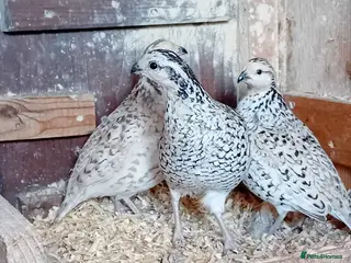 Quail poultry Snowflake Bobwhite Quail TRIO for sale - Advert 1