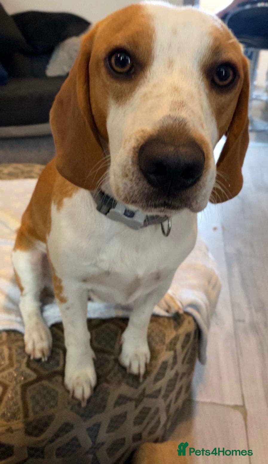 Beagle dogs Beautiful Beagle for stud - Advert 1