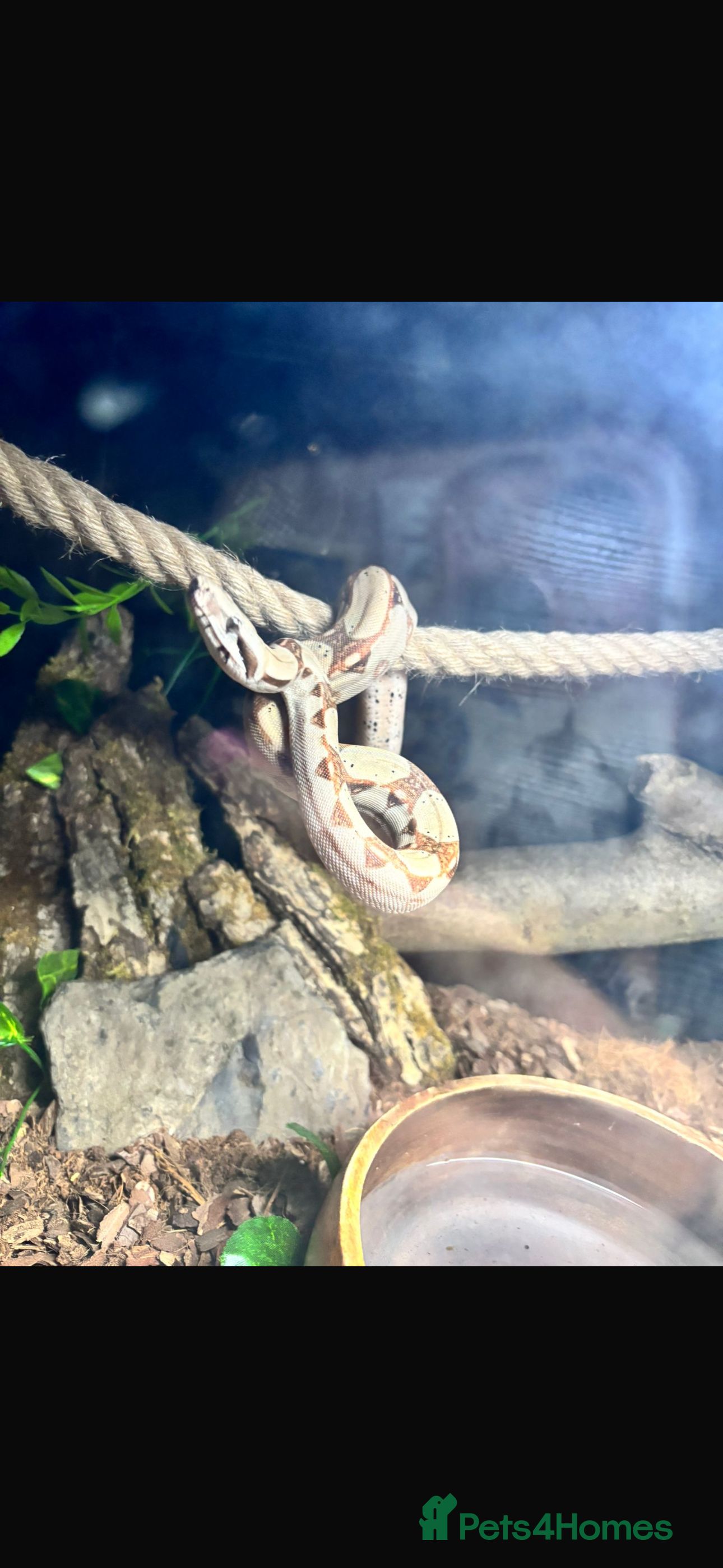 Boa Snake reptiles Beautiful female boa - Advert 4