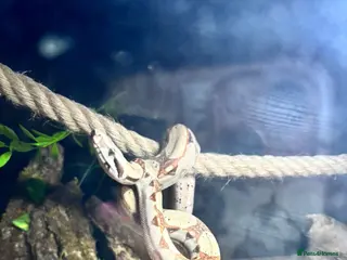 Boa Snake reptiles Beautiful female boa - Advert 2