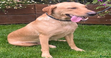 Labrador Retriever dogs - Advert 5