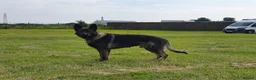 German Shepherd dogs for sale: DDR X Czech line Puppies  - Advert 10
