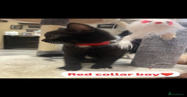 British Shorthair cats - Advert 8