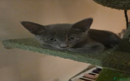 Russian Blue cats for sale: Russian Blue × Flame Point Ragdoll Kittens 🐾 - Image 2