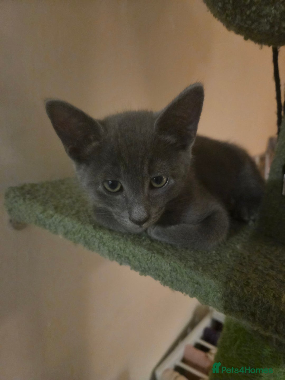 Russian Blue cats for sale: Russian Blue × Flame Point Ragdoll Kittens 🐾 - Image 2
