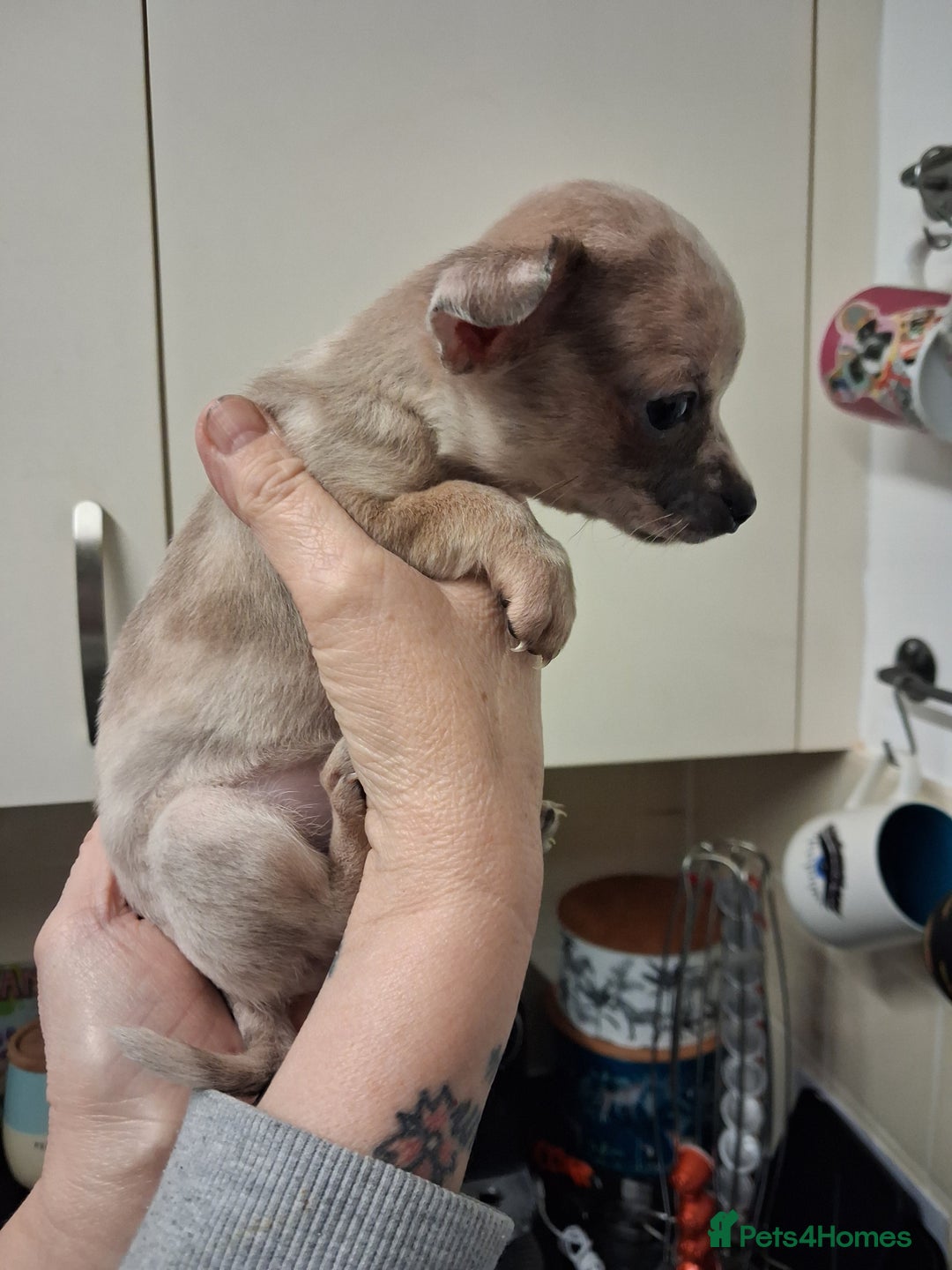 Chihuahua dogs for sale: Stunning merle - Advert 6