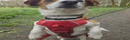 Mixed Breed dogs for adoption: CRETA - FOR ADOPTION - ACTIVE HOME ESSENTIAL  - Advert 7