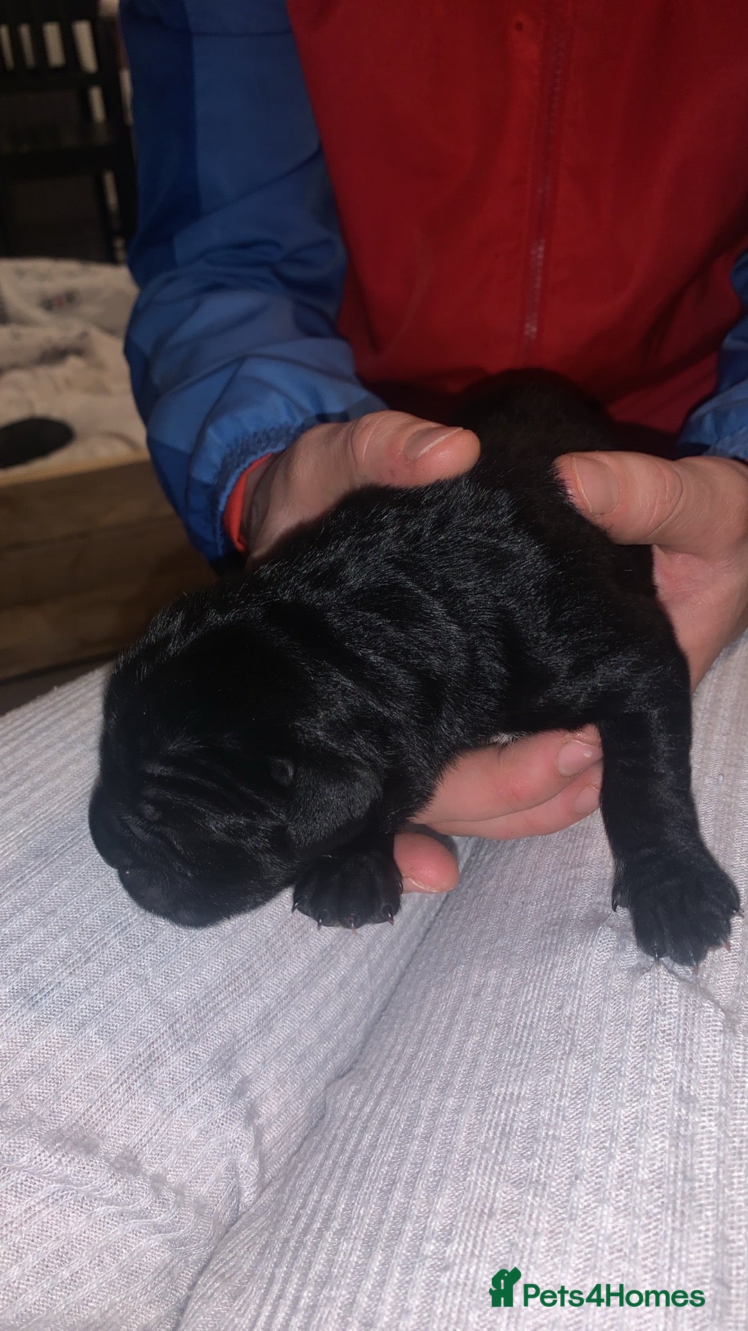 Cane Corso dogs for sale: Cane corso puppy’s  - Advert 5