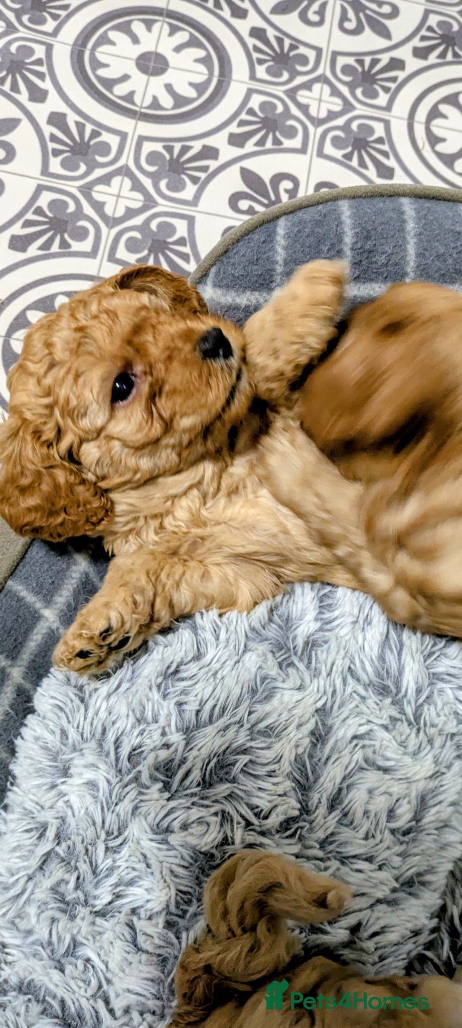 Cavapoo dogs Cavapoo f2 - Advert 4