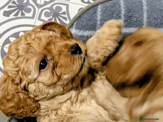 Cavapoo dogs Cavapoo f2 - Advert 4