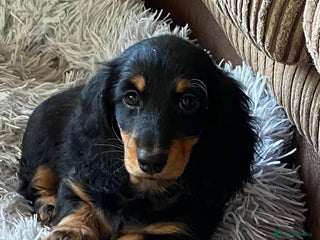 Miniature Dachshund dogs Stunning top quality miniature dachshund babies - Advert 3
