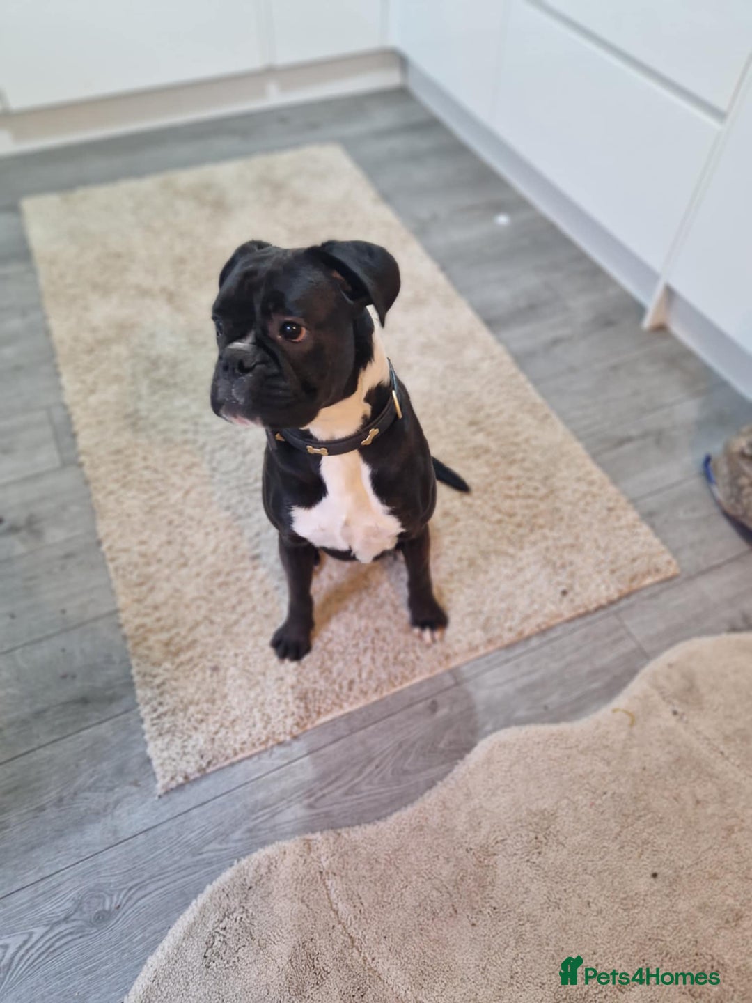 Boxer dogs for sale: sealed boxer girl - Advert 3