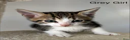 Savannah cats for sale: F4 Savannah x British Shorthair Kittens Available in Northampton - Advert 8