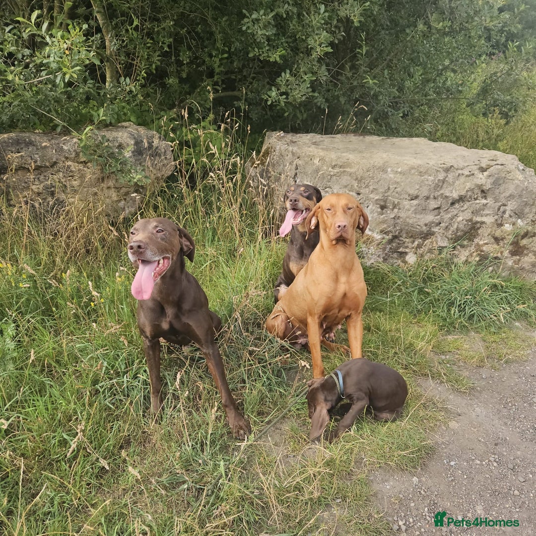Mixed Breed dogs for sale: Hungarian vizsla pups top quality pups  - Advert 22